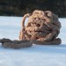braidballs in snow17 thumbnail