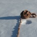 braidballs in snow4 thumbnail